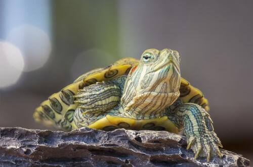 Behandlung von Schnupfen bei Schildkröten