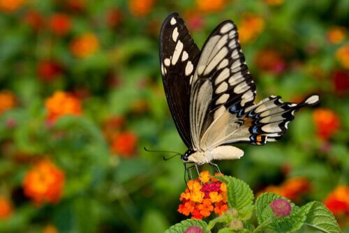 Großer Schwalbenschwanz: exotischer Schmetterling