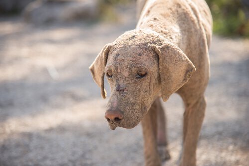 Skabies bei Hunden: Erkennung und Behandlung