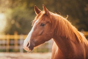 Stress beim Pferd erkennen und lindern