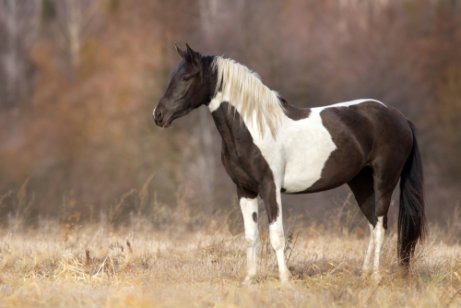 Stress beim Pferd vermeiden