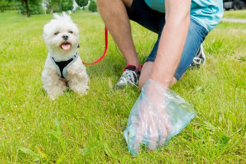 Stubenreinheit bei Hunden