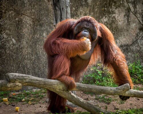 Studien über den Orang-Utan