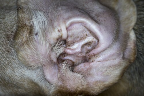 Symptome für Milben in Hundeohren