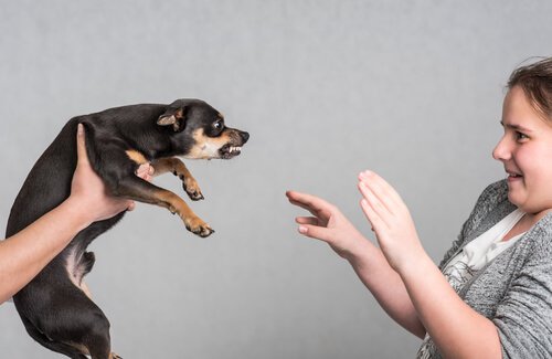 Symptome von Hundekrankheiten: Aggressivität