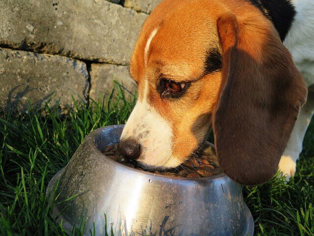 Symptome von Hundekrankheiten: Appetitlosigkeit