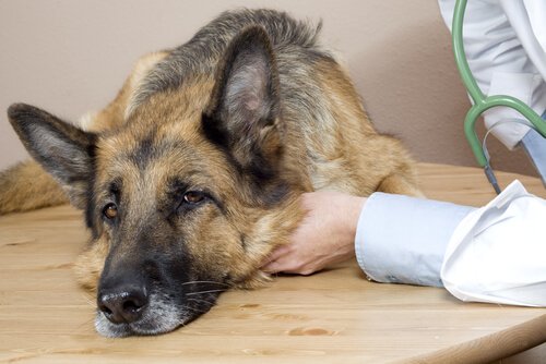 Symptome von Hundekrankheiten frühzeitig erkennen