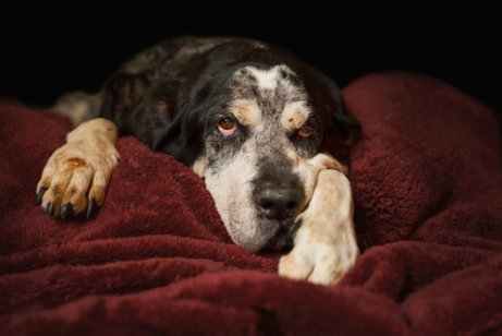 Taube Hunde sind oft einsam