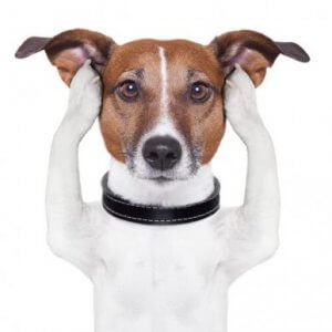Taube Hunde und der sechste Sinn