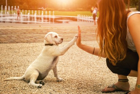 Taube Hunde und der sechste Sinn