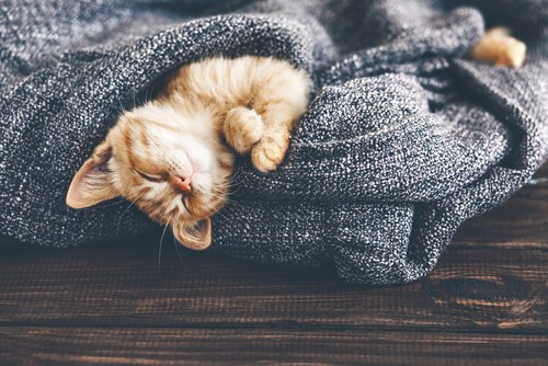 Wie wirken sich Temperaturveränderungen auf deine Katze aus?