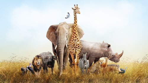 Tiere aus Afrika