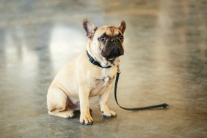 Tipps, um ein verlorenes Haustier zu finden