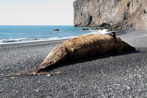 Tote Wale und ihre Verwesung
