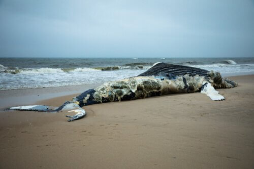 Toter Wal am Strand