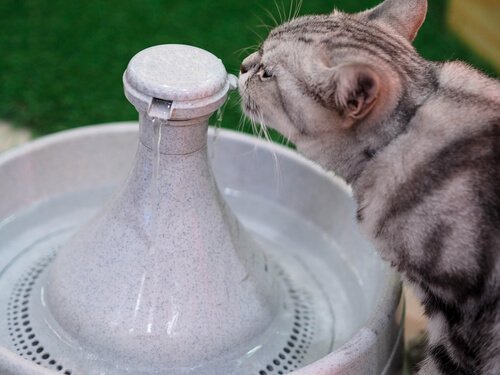 Trinkbrunnen für Katzen: Alles Wissenswerte!