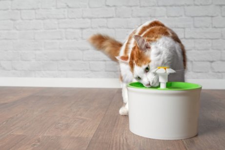 Trinkbrunnen für Katzen