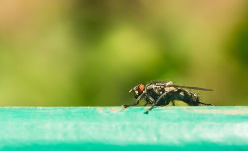 Krankheitsüberträger Tsetsefliege