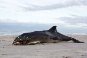 Warum explodieren tote Wale?