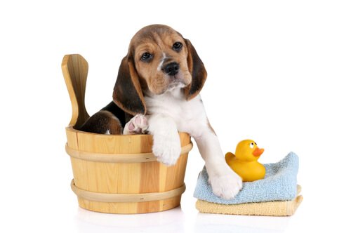 Welpe muss gebadet werden