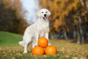 Vorteile von Kürbis in der Hundeernährung