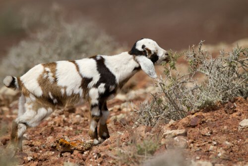 Die Ziegen von Fuerteventura