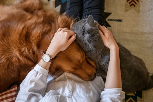 Zuneigung für dein Haustier: 4 Arten, ihm Liebe zu zeigen