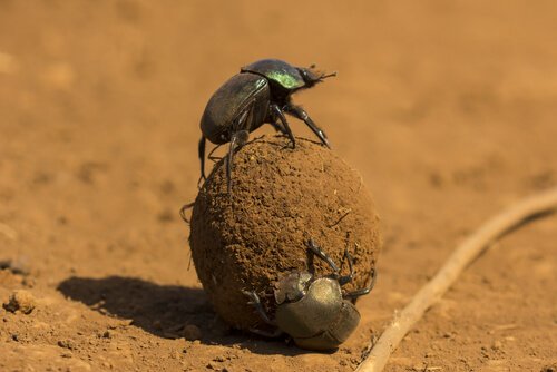 Zwei Mistkäfer bei der Arbeit