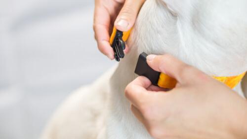 Über Antibellhalsbänder: Sie können komplexe Schäden anrichten.