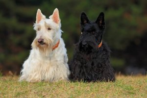 4 schottische Hunderassen: vielseitig und einzigartig!