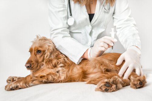 Kann ein Hund Salmonellen auf Menschen übertragen?