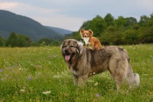 Der Kaukasische Owtscharka