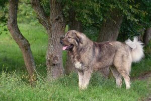 Der Kaukasische Owtscharka: Eigenschaften