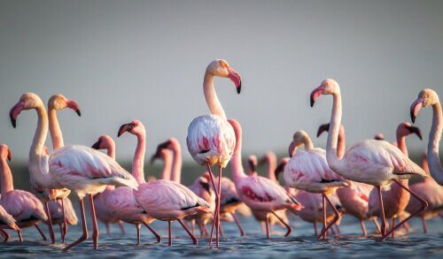 Kuriositäten über Flamingos
