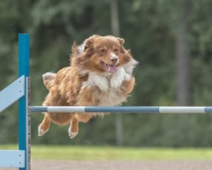 Agility für Hunde: Training und Ernährung