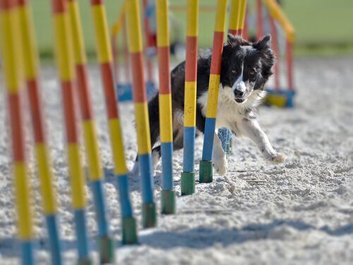 Agility wird immer beliebter