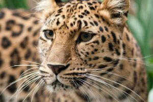 Amurleopard zum Aussterben verurteilt