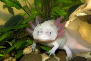 Axolotl: ein exotisches und außergewöhnliches Haustier!