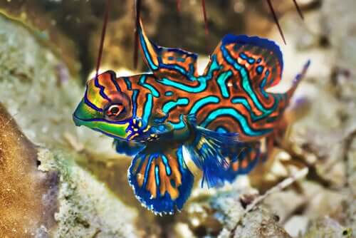 Bunte Fische für dein Aquarium