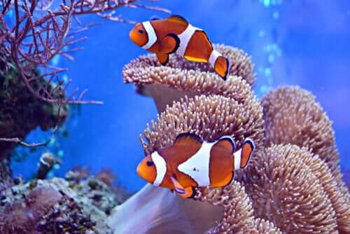 Fische für dein Aquarium: Clownfische