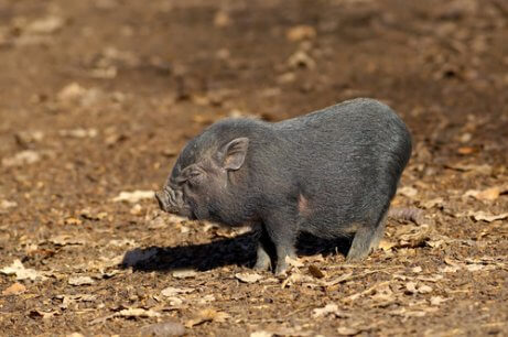 Das vietnamesische Hängebauchschwein ist ein beliebtes Haustier