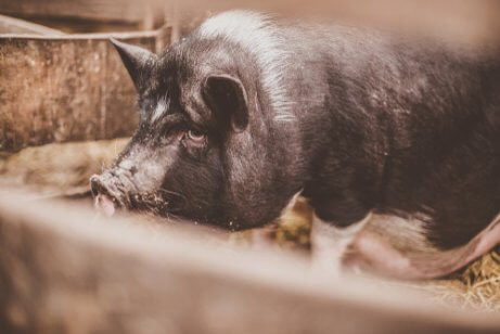 Das vietnamesische Hängebauchschwein