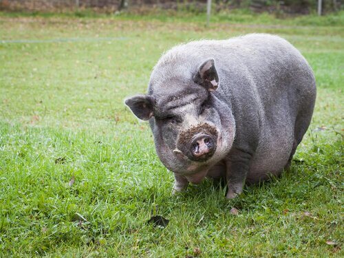 Das vietnamesische Hängebauchschwein wurde als invasive Art deklariert