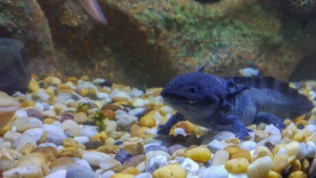 Den Axolotl als Haustier