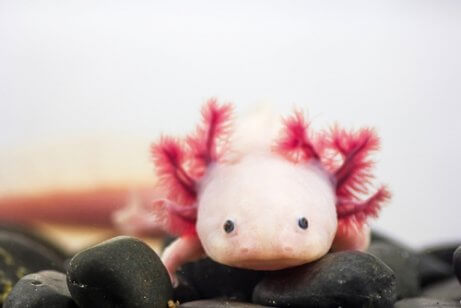 Den Axolotl gibt es in verschiedenen Farben