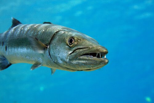 Der Barrakuda, ein aggressiver und unberechenbarer Fisch