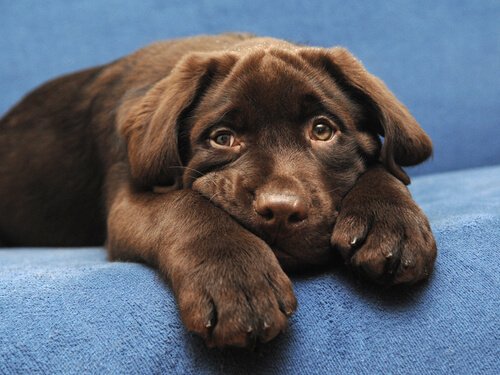 Der schokoladenfarbene Labrador hat eine kürzere Lebensdauer