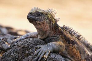 Die beeindruckende Meerechse der Galapagos-Inseln