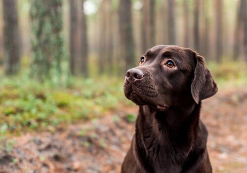 Die Lebensdauer eines Hundes hängt von seiner Farbe ab