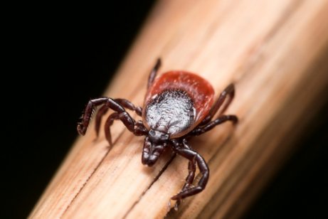 Die Lyme-Borreliose wird durch die Hirschzecke übertragen